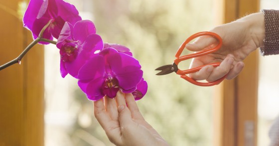 Como cuidar de orquídeas