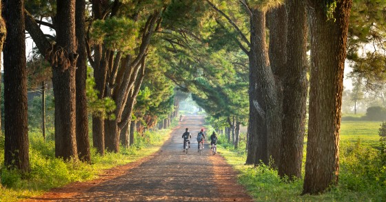 Floresta