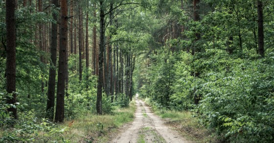 Navigator à procura de terrenos com eucaliptos