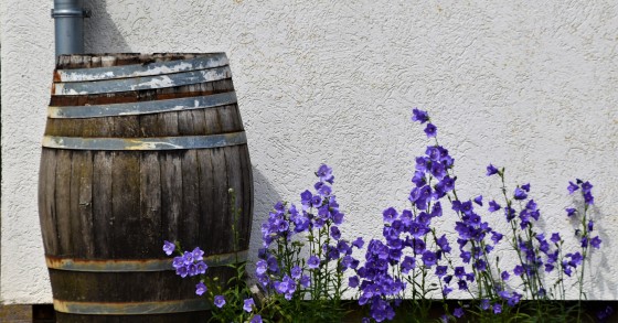 Barril de chuva: apontamento decorativo e sustentável para o jardim