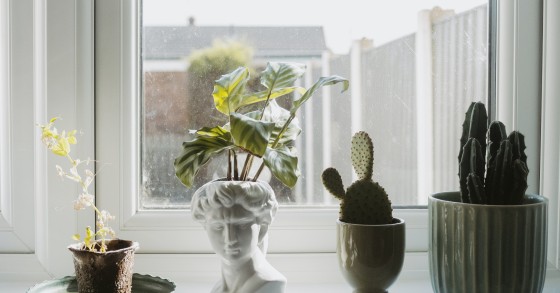 cuidar de plantas