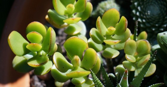 plantas