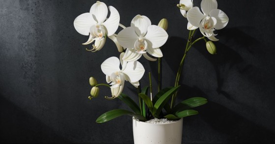 plantas de interior