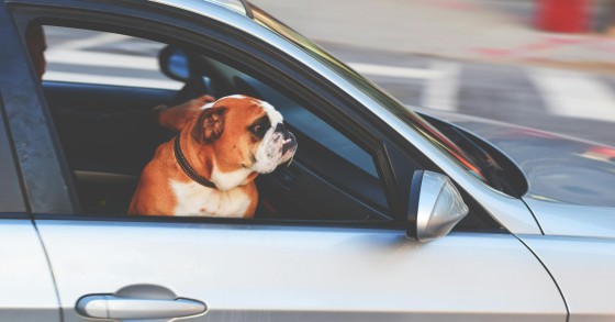 animais carro