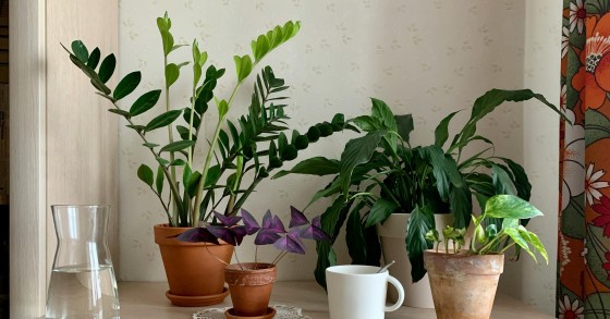 plantas da sorte