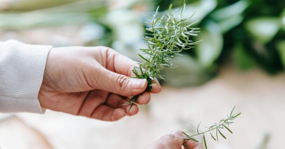 plantas de interior
