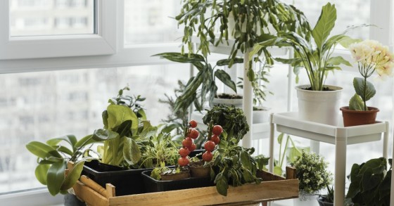Jardim em casa