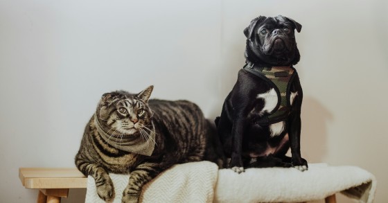 Ter cães e gatos em casa