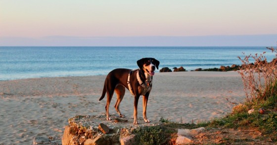Dog friendly beach near me