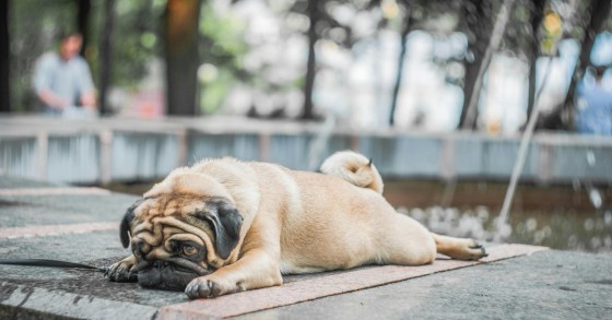 cão deitado com calor