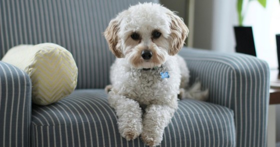 cane