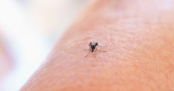 picada de mosquito