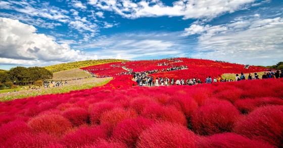 hitachi seaside park
