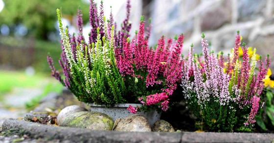 cultivar urze