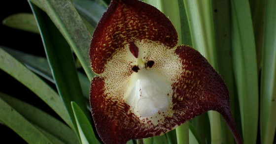 Orquídea Macaco