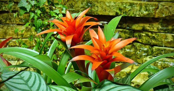 Bromélia