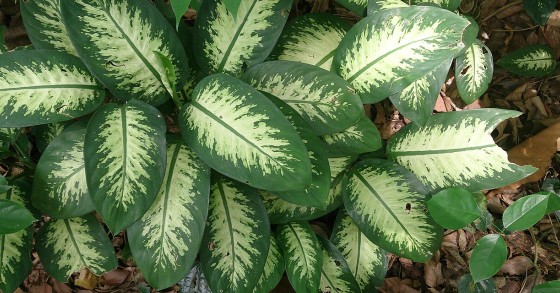 Dieffenbachia Tropic Snow