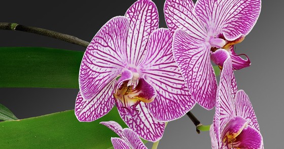 Orquídea
