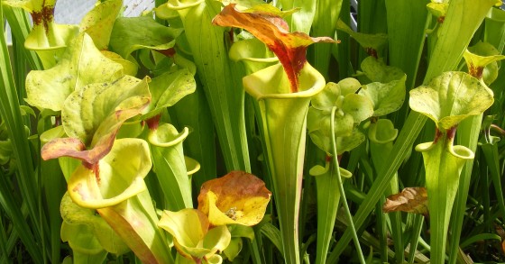 Plantas carnívoras