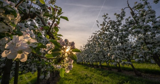 Cherry blossoms in Portugal