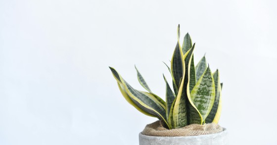 Espada de São Jorge