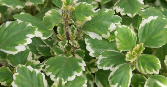 Planta do incenso