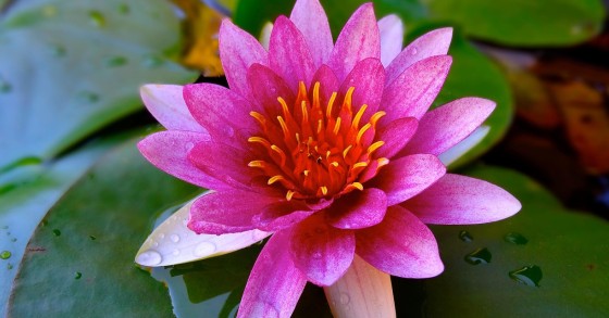 Flor de lótus