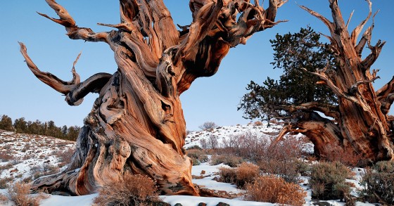 albero piu antico al mondo