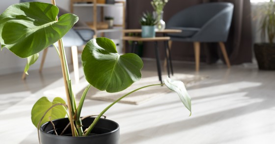 Plantas
