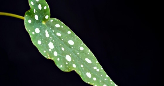 Begónia maculata