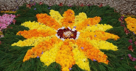 Festa da Flor