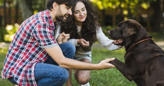 Assistência aos animais de estimação