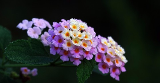 Lantana