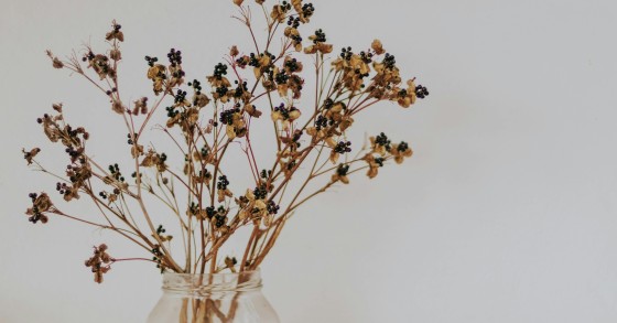 Flores secas