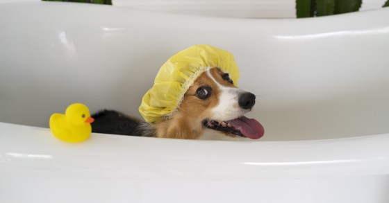 Tirar pulgas dos cães