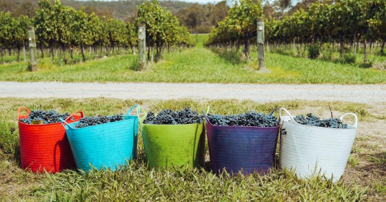 Portugal wine festival