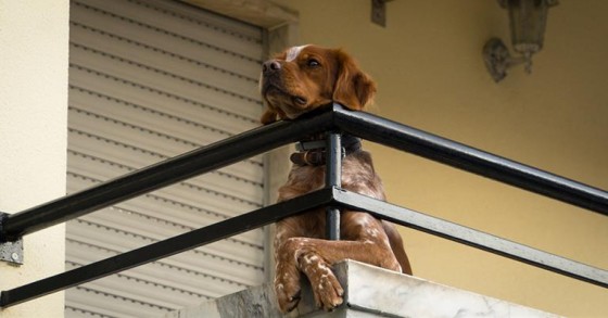 Cão é expulso de apartamento