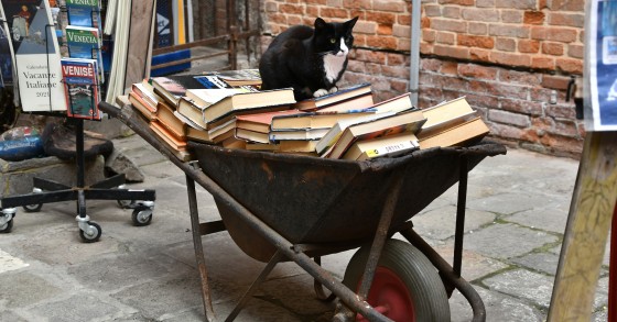 Gatos em Veneza