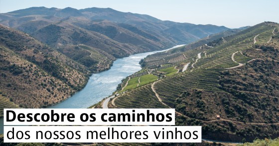Douro vinhateiro