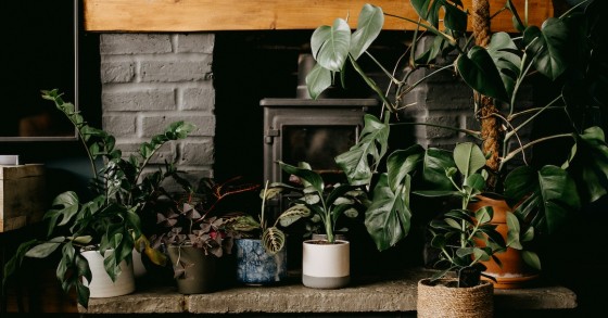 jardim de inverno no interior da casa