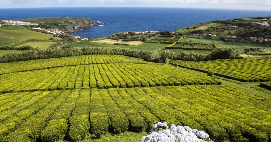 Ilha de São Miguel