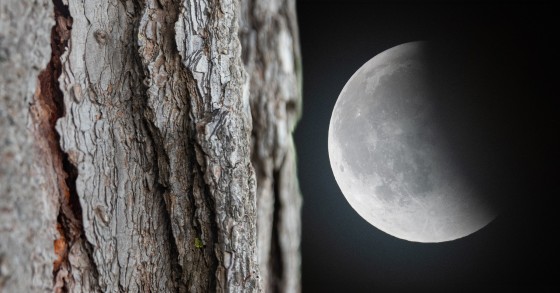 Cortiça portuguesa viaja à volta da lua