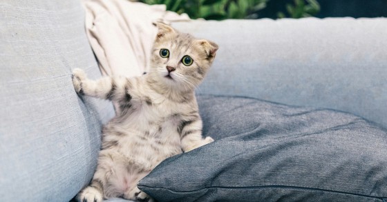 gato pronto a arranhar o sofá