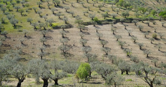 L'Alentejo, la région portugaise classée parmi les meilleures destinations gastronomiques du monde