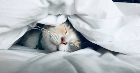gato a dormir