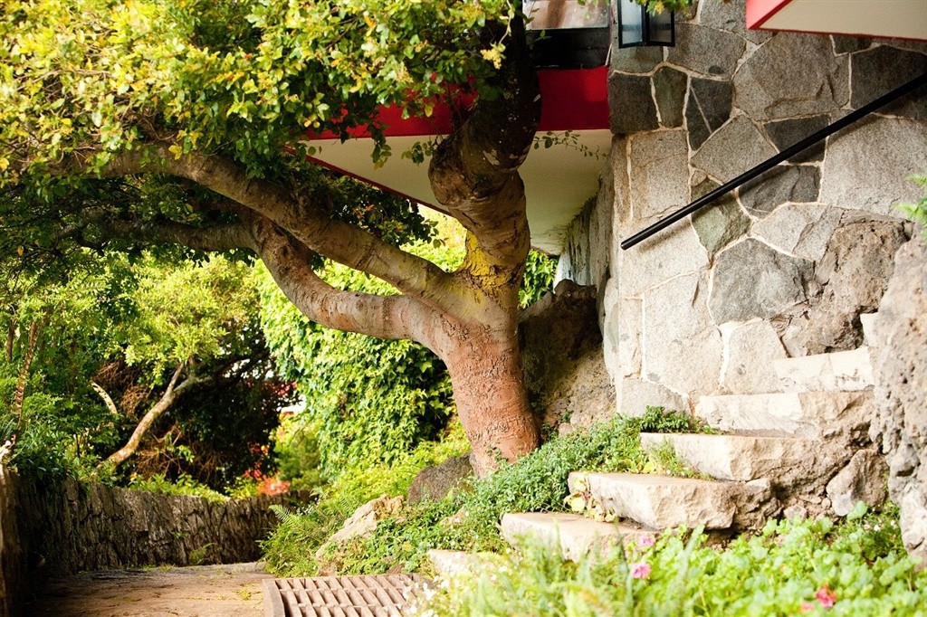 25-native-tree-below-royal-chalet.jpg.1024x0