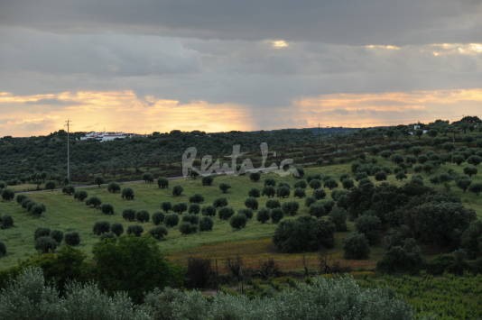 img1647983_g