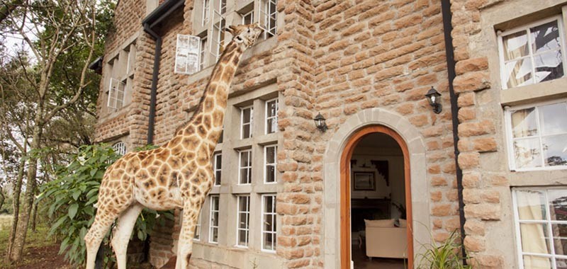 giraffe-manor-9