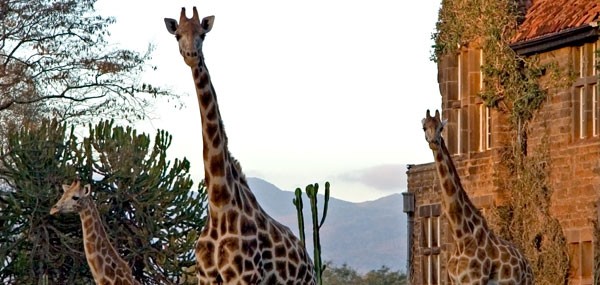 giraffe-manor-surrounding1