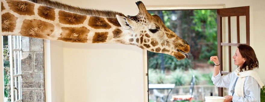 giraffe-manor3